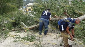 ¡Tome sus precauciones! Caída de árboles y cortes de luz