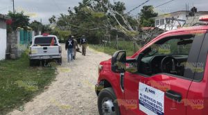 ¡Tome sus precauciones! Caída de árboles y cortes de luz