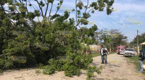 ¡Tome sus precauciones! Caída de árboles y cortes de luz