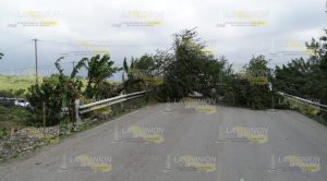 ¡Tome sus precauciones! Caída de árboles y cortes de luz