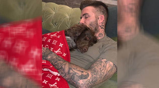 La cobija del perrito de David Beckhamn que cuesta más de 100 mil pesos