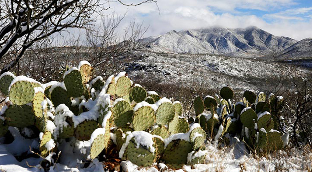 "Fue Mágico": la nieve sorprendió en desierto de Arizona