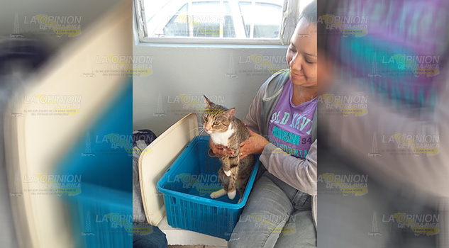 100 denuncias contra el maltrato animal en Papantla 100 denuncias contra el maltrato animal en Papantla