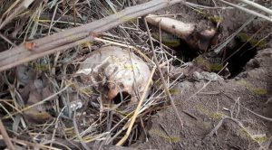 Encuentran fosa clandestina en Martínez de la Torre