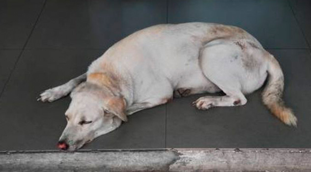 Aparecen perros envenenados en calles de Oaxaca Aparecen perros envenenados en calles de Oaxaca