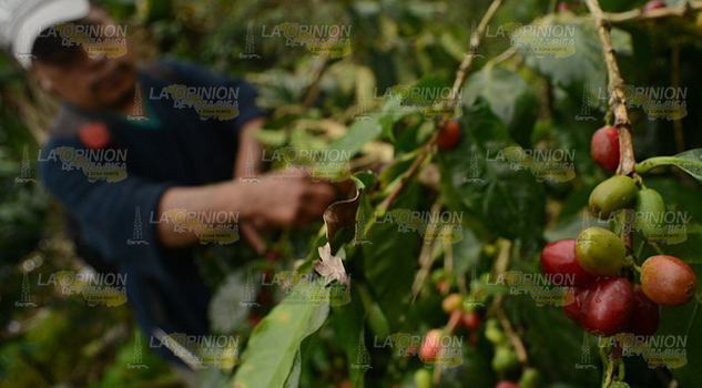 Dejan solos a los cafeticultores de la Sierra Norte de Puebla Dejan solos a los cafeticultores de la Sierra Norte de Puebla