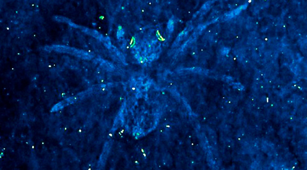 Descubren fósil de una araña con ojos brillantes Descubren fósil de una araña con ojos brillantes