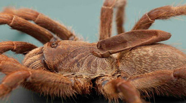 Descubren una extraña tarántula con cuerno Descubren una extraña tarántula con cuerno