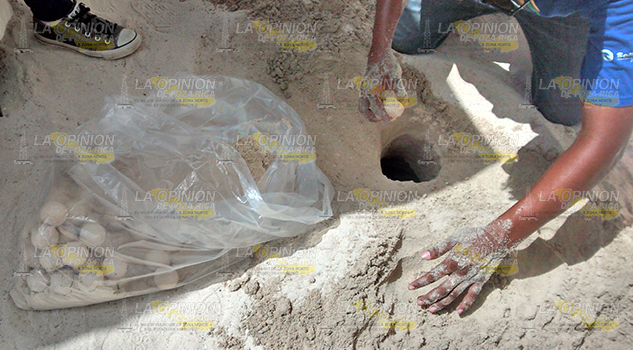 Llegarán tortugas a playas tuxpeñas