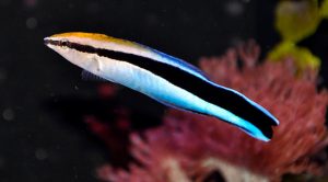 ¿LOS PECES SON CAPACES DE RECONOCERSE EN UN ESPEJO?