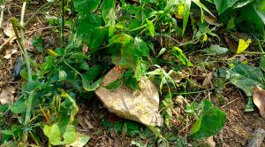 Lo ejecuta su suegro; fue encontrado en zona montosa de Coatzintla Lo ejecuta su suegro; fue encontrado en zona montosa de Coatzintla
