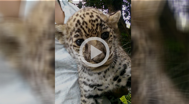 Nace jaguar en cautiverio en el UMA de Tihuatlán
