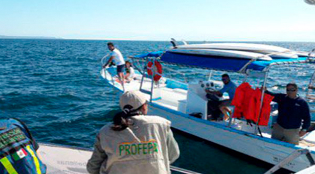 Ciclo de avistamiento de ballenas alerta a Profepa