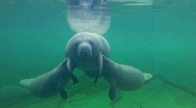 Piden proteger a manatíes en Tabasco por nueva sequía