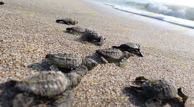 Saquean nidos de tortuga lora de Cazones Saquean nidos de tortuga lora