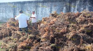 Trituran árboles navideños en Álamo Trituran árboles navideños en Álamo
