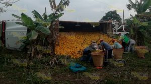 Vuelca camión naranjero en la comunidad Frijolillo de Tuxpan Vuelca camión naranjero en la comunidad Frijolillo de Tuxpan