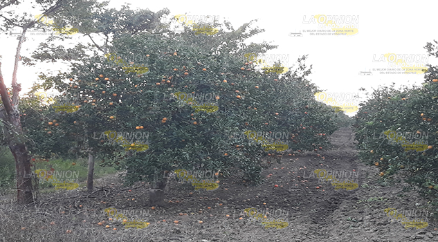 Se instala mesa de trabajo en Álamo para solucionar problema de cítricos