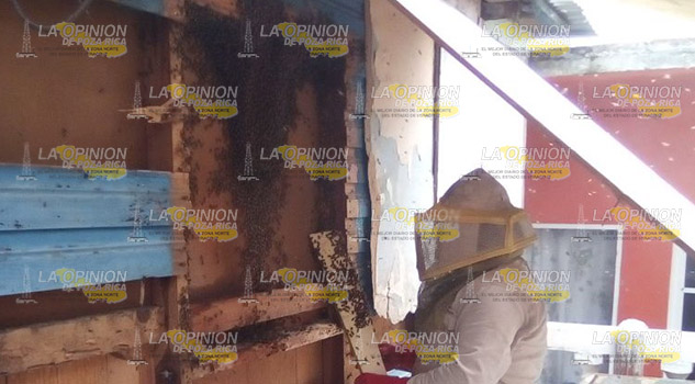 Alerta por abejas y avispas en escuelas de Cerro Azul