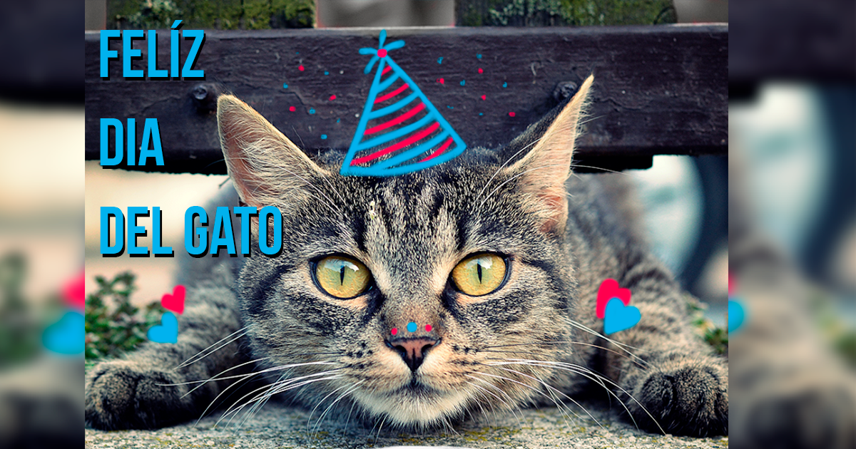 20 de Febrero día del Gato dia-del-gato