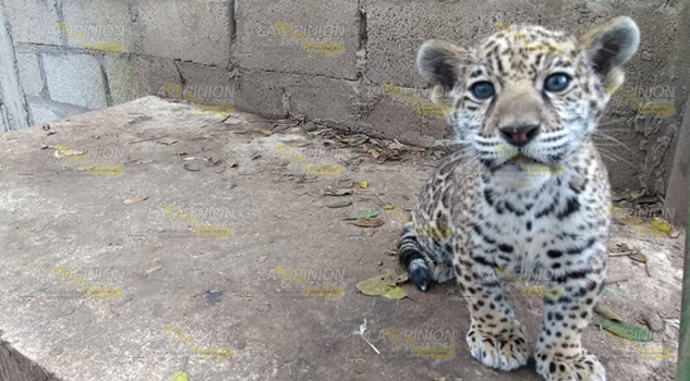 Nace cría de jaguar en cautiverio en Tihuatlán