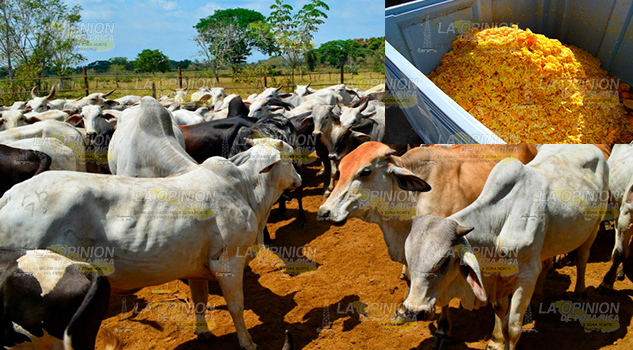 Aprovechan la cascara de naranja, ante baja productividad de pasto