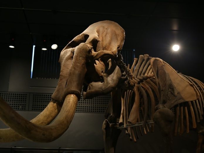 Encuentran restos de mamut en Tultepec, Estado de México