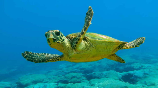 Profepa investiga la muerte de 101 tortugas en el Pacífico Mexicano
