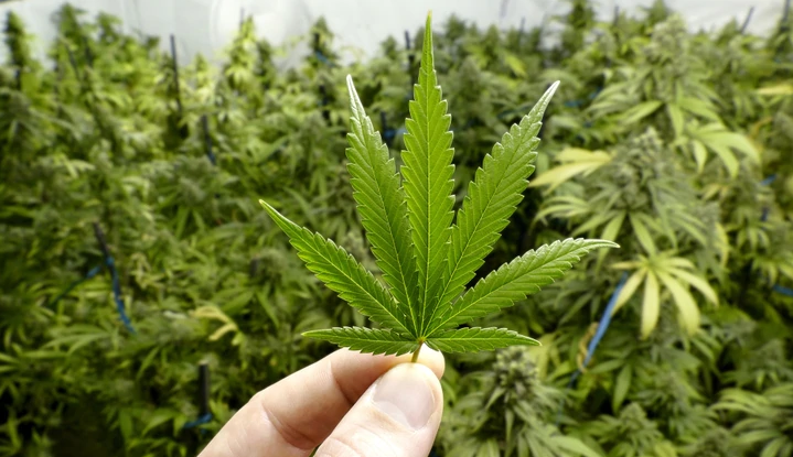 Ssa destaca importancia de revocar lineamientos en materia de control sanitario de cannabis