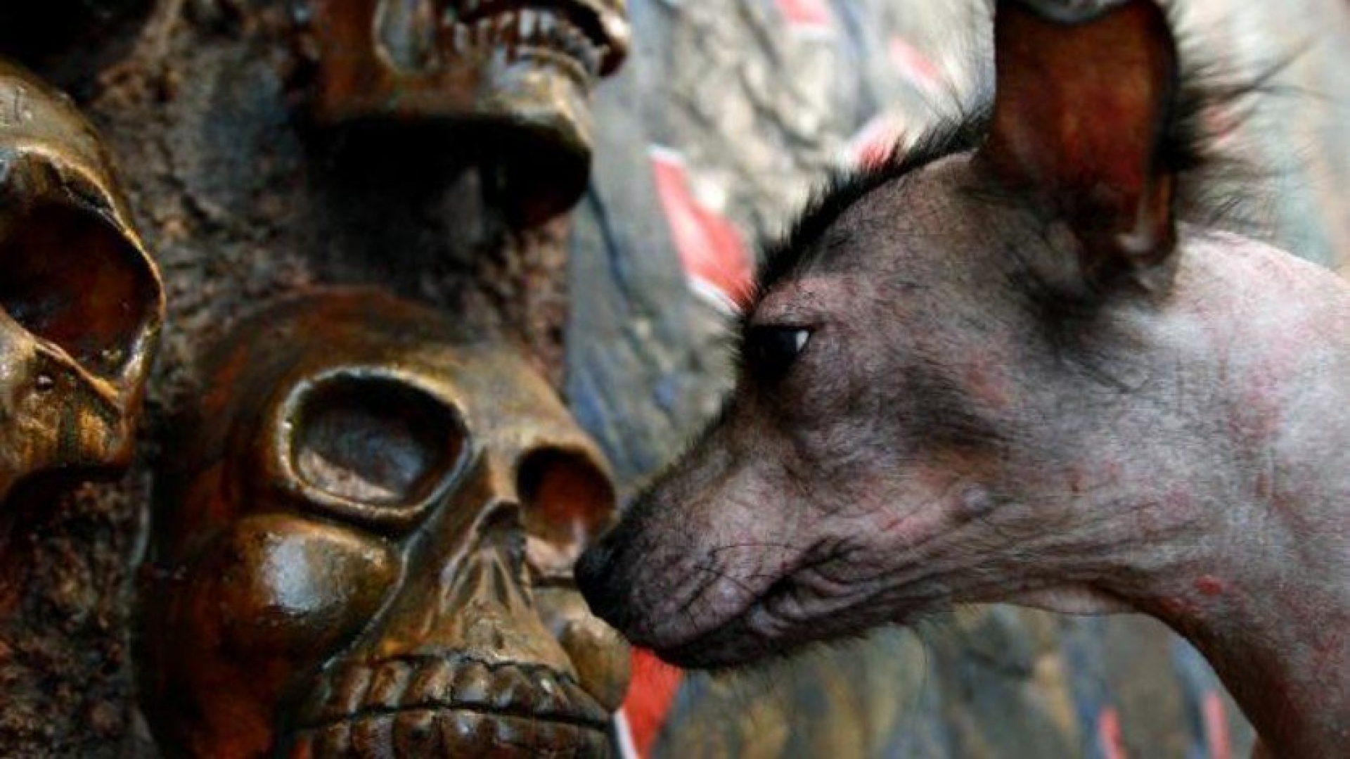 Xoloitzcuintle, compañero en vida y muerte
