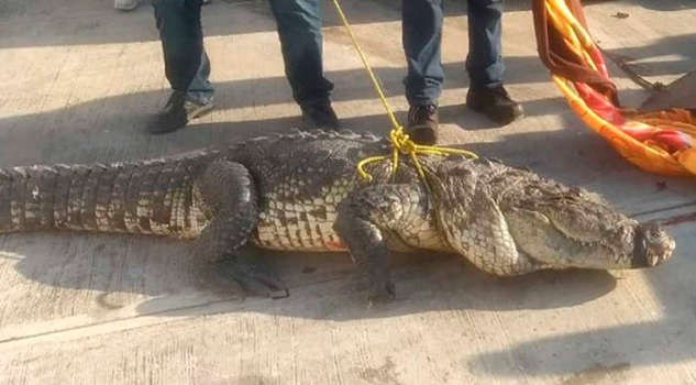 Capturan a enorme cocodrilo en calles de Tamaulipas Capturan a enorme cocodrilo en calles de Tamaulipas