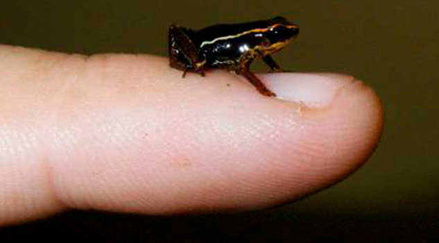 Encuentran fósil de una rana del tamaño de una uña Encuentran fósil de una rana del tamaño de una uña