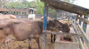 Más de lo mismo en la SADER, gestores y extensionistas de Naranjos Más de lo mismo en la SADER, gestores y extensionistas de Naranjos