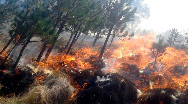 Consumen incendios 600 hectáreas del Pico de Orizaba