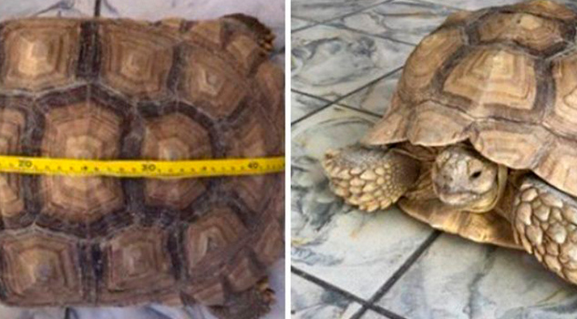 Profepa asegura 3 tortugas sultacas en el aeropuerto de BCS Profepa asegura 3 tortugas sultacas en el aeropuerto de BCS