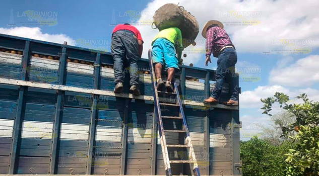 Sobreproducción citrícola en la Sierra de Puebla Sobreproducción citrícola en la Sierra de Puebla