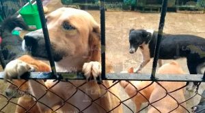 Indolencia en Jurisdicción Sanitaria; se quejan protectores de animales