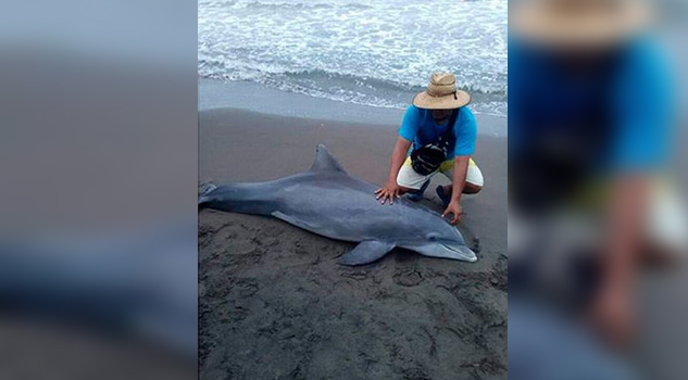 Aparece delfín muerto en playa de Tecolutla