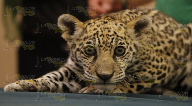 Presentan jaguar de la reserva ecológica Kitsis Tanka de Tihuatlán