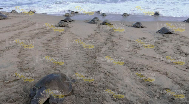 Dejan de arribar tortugas Carey, a playas Tuxpeñas