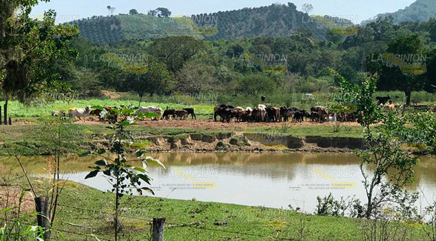 Estiaje afecta a los ganaderos