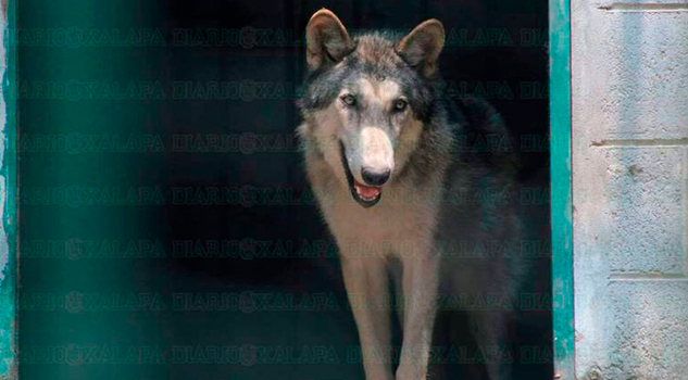 Rescata Profepa a dos lobos canadienses y se exhiben en el zoológico de Veracruz