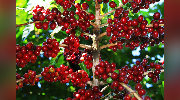 Crónica de una muerte anunciada la extinción del café mexicano