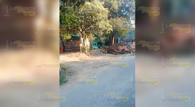 Quejas sobre la tala de ceiba en Huitzitzilingo