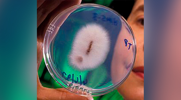 Buscan en la UV repeler hongo que daña plantíos de vainilla