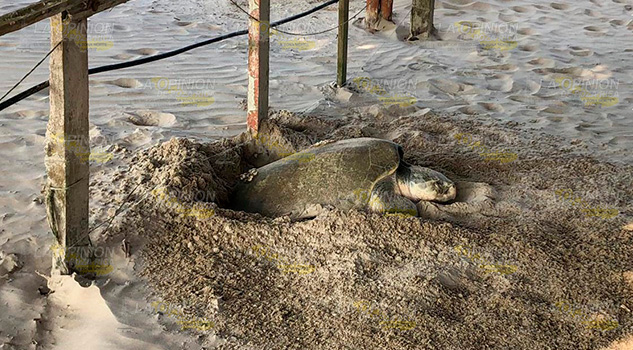 Llega primera tortuga lora para anidar en playas tuxpeñas