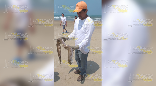 Reportan turistas aparición de “extraña criatura marina” en playas de Tuxpan