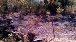 Alarmante incendio en Horcones, moviliza a bomberos de Álamo y Cerro Azul Alarmante incendio en Horcones, moviliza a bomberos de Álamo y Cerro Azul