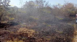 Alarmante incendio en Horcones, moviliza a bomberos de Álamo y Cerro Azul Alarmante incendio en Horcones, moviliza a bomberos de Álamo y Cerro Azul