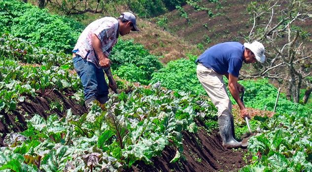 Anuncian creación de 60 mil empleos directos en el campo veracruzano Anuncian creación de 60 mil empleos directos en el campo veracruzano